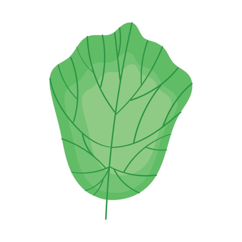 verdura de lechuga fresca verde vector