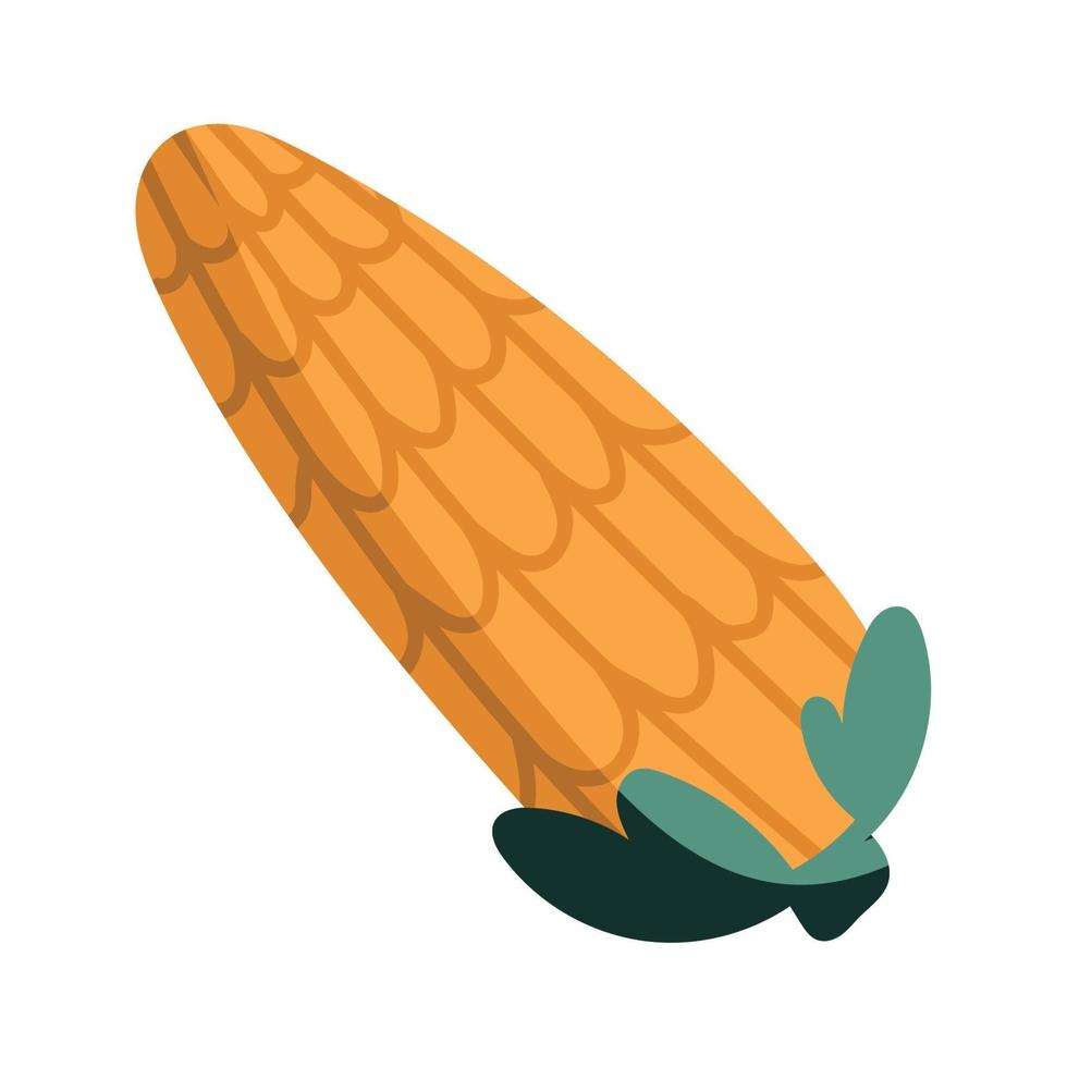 corn cob vegetable autumn season vector
