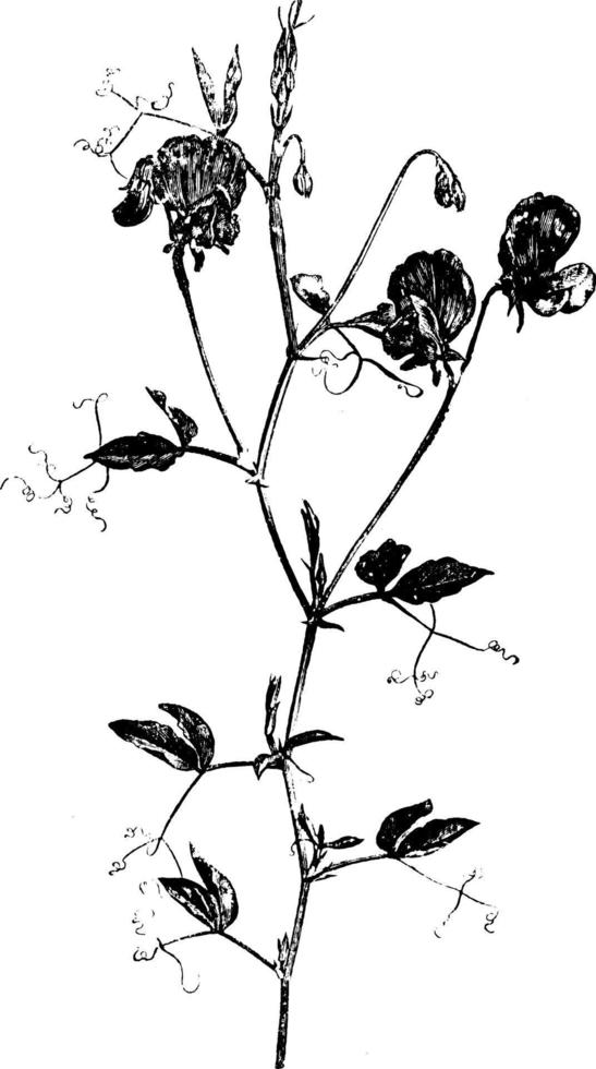 Portion of Flowering Stem of Lathyrus Odoratus vintage illustration. vector