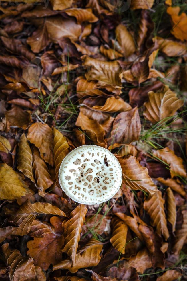 poisonous mushrooms with forest leaves photographed from above photo