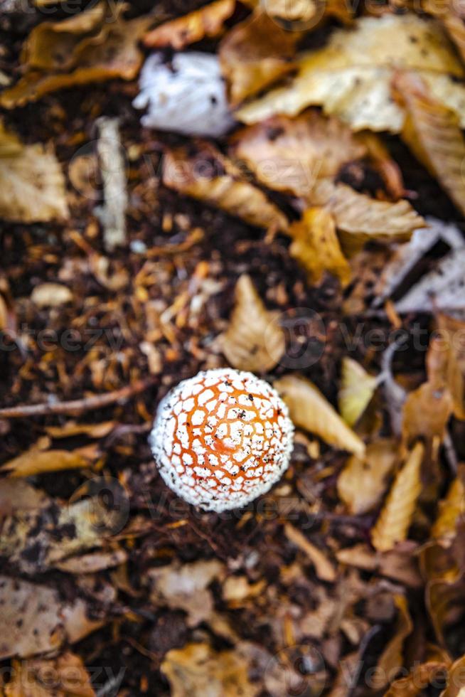 setas venenosas con hojas de bosque fotografiadas desde arriba foto