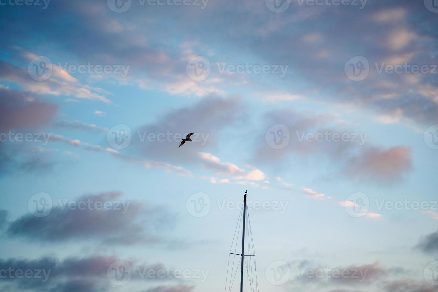 Brown pelican and boat mast in sunset sky photo