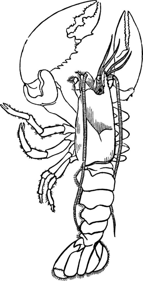 Lobster, vintage illustration. vector