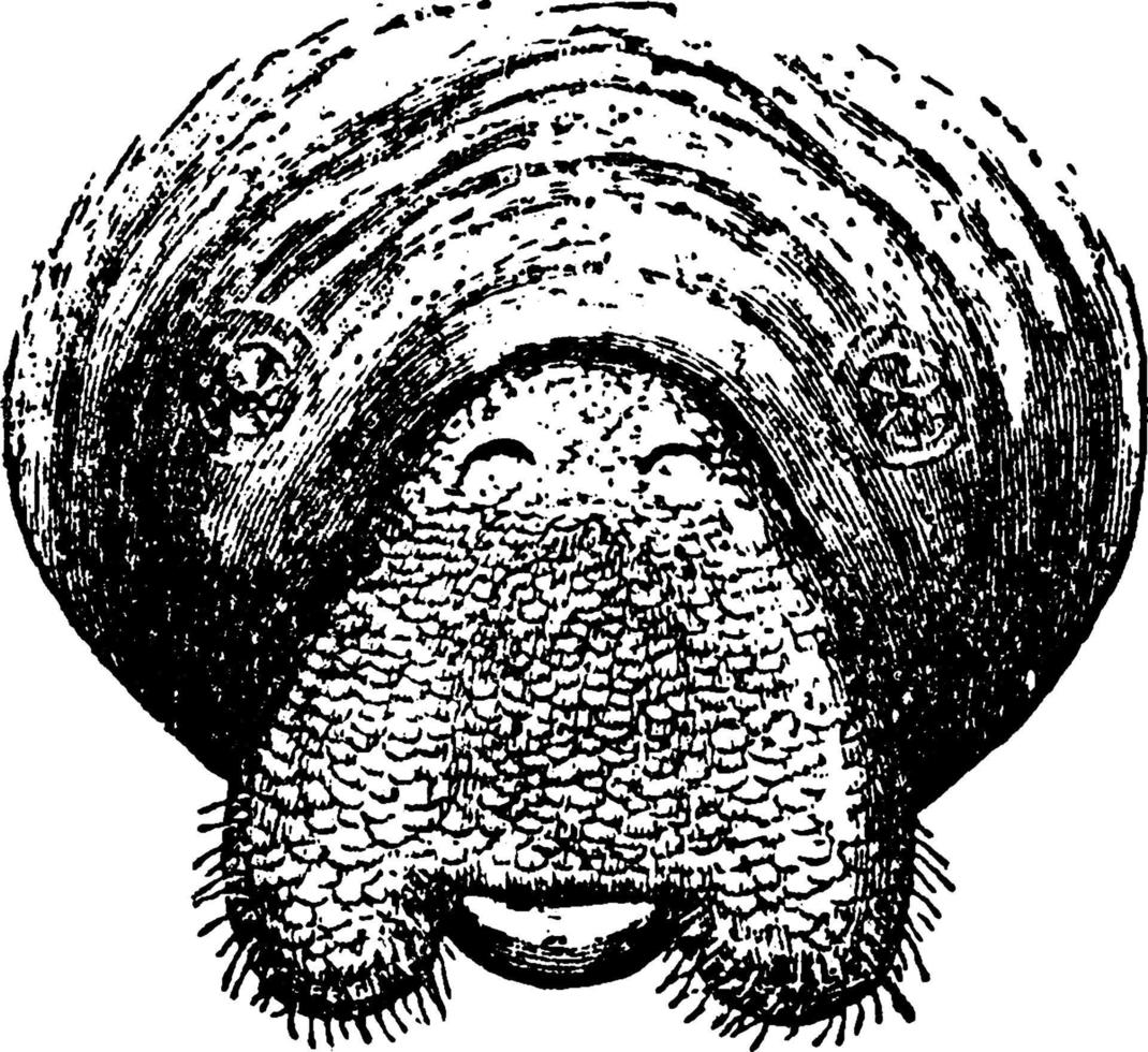 cara de manatí, ilustración vintage. vector
