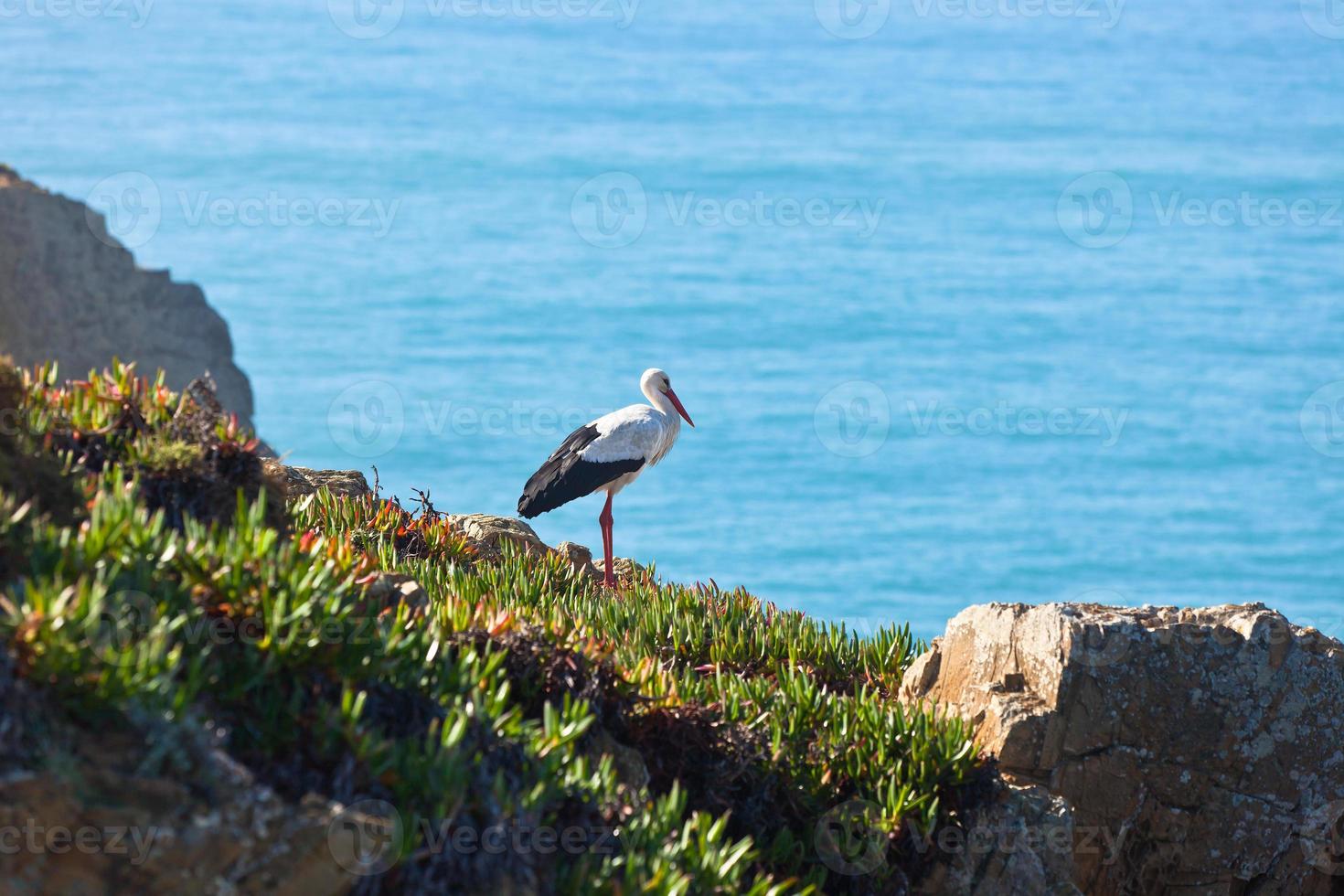 cigüeña en un acantilado en la costa occidental de portugal foto