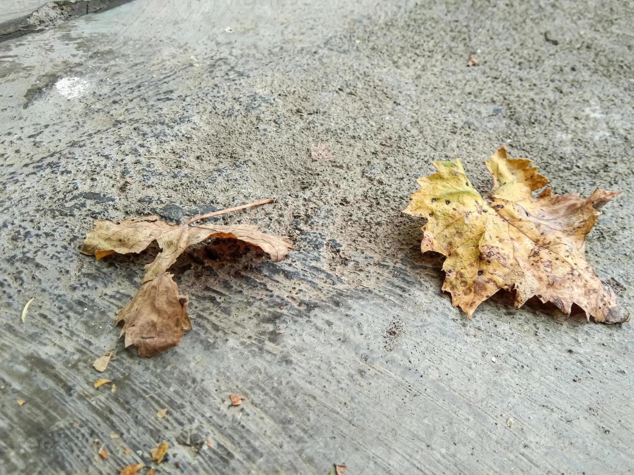 vine leaves that fall on the ground photo