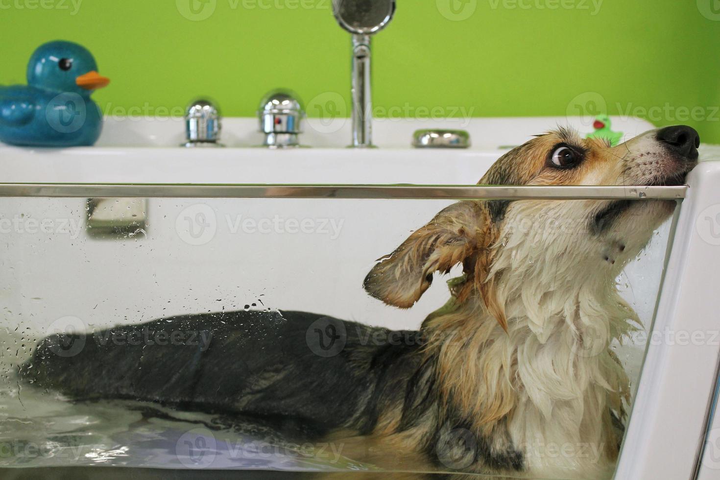 divertido perro pembroke corgi galés tomando un relajante baño de burbujas de ozono en el salón de aseo. cuidado de animales, bienestar, concepto de procedimiento de spa. higiene de mascotas, animales húmedos sentados en el baño. de cerca foto