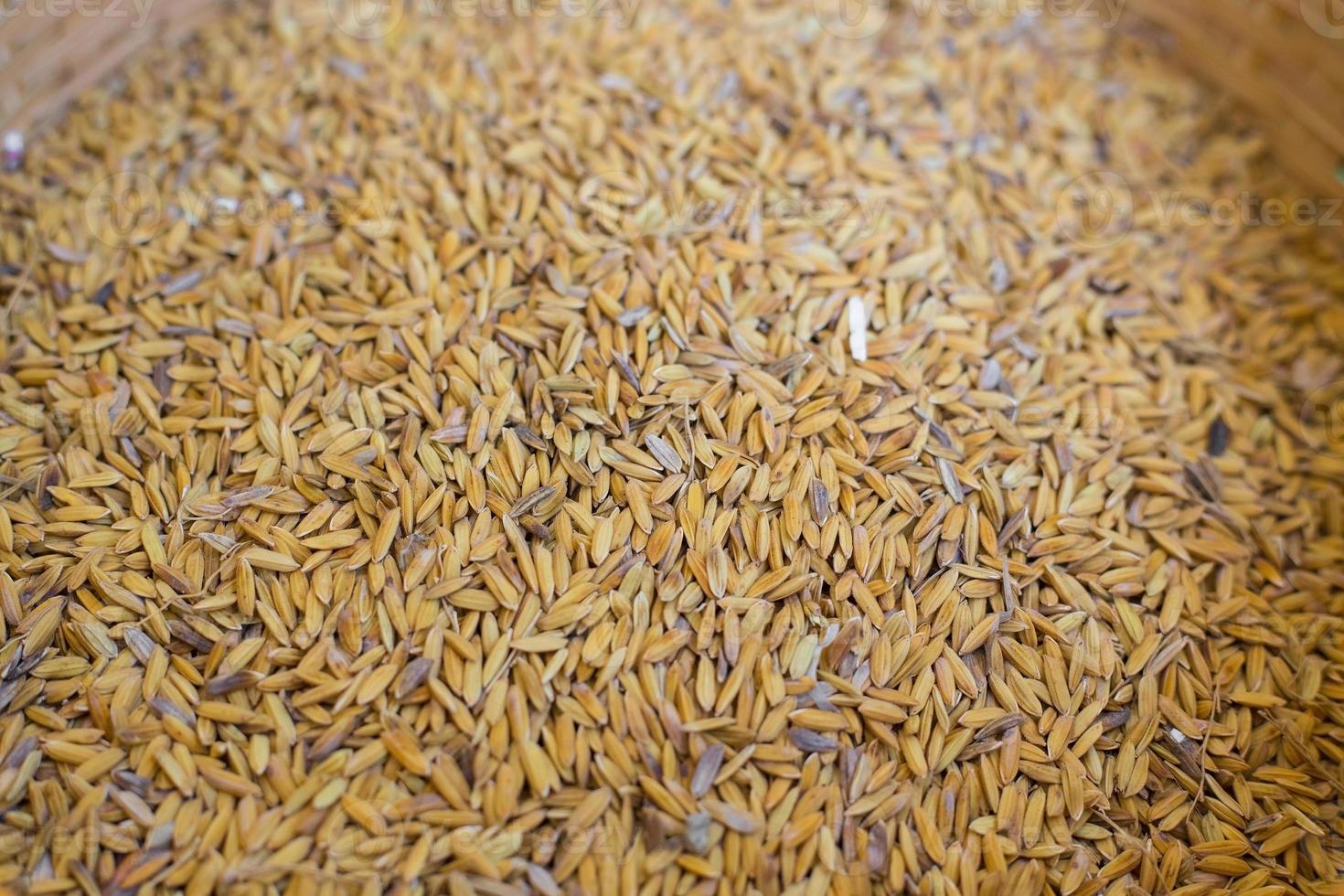 Paddy rice in Thailand,jasmine rice Fragrant, soft, good taste, food paddy rice. background, surface, Background from pile of paddy rice and rice seed. photo