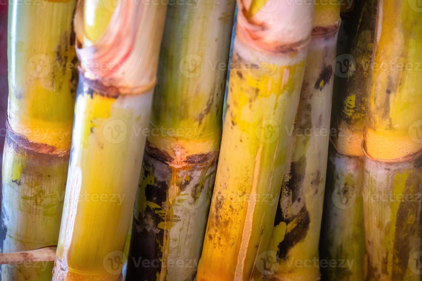 Cerca de caña de azúcar saccharum officinarum con espacio de copia foto