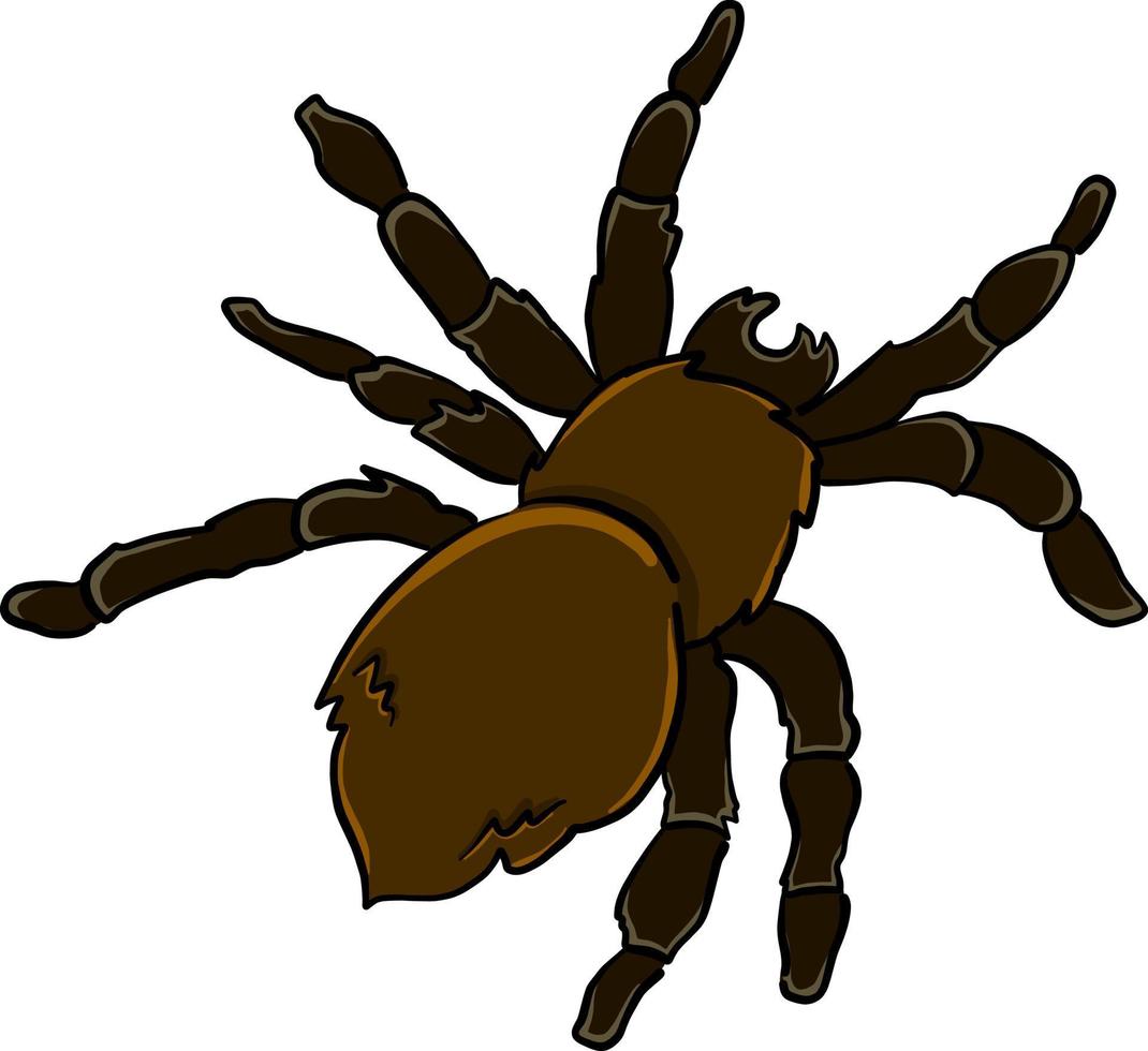 Black spider , illustration, vector on white background