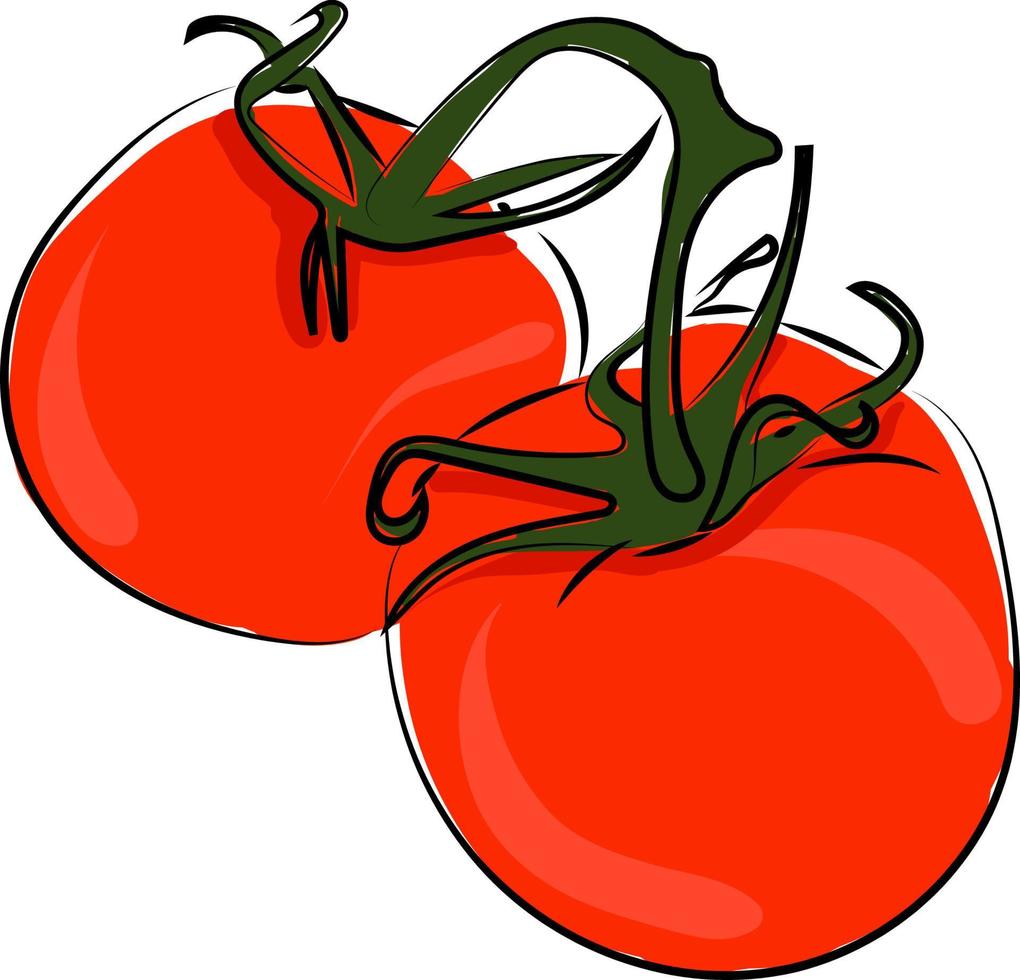 Fresh tomatoes, illustration, vector on white background.