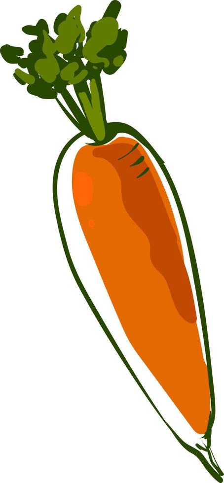 Fresh carrot, illustration, vector on white background.