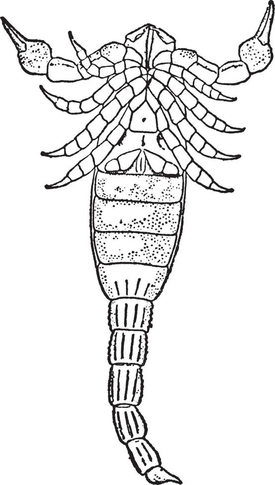 paleophonus hunteri, ilustración antigua. vector