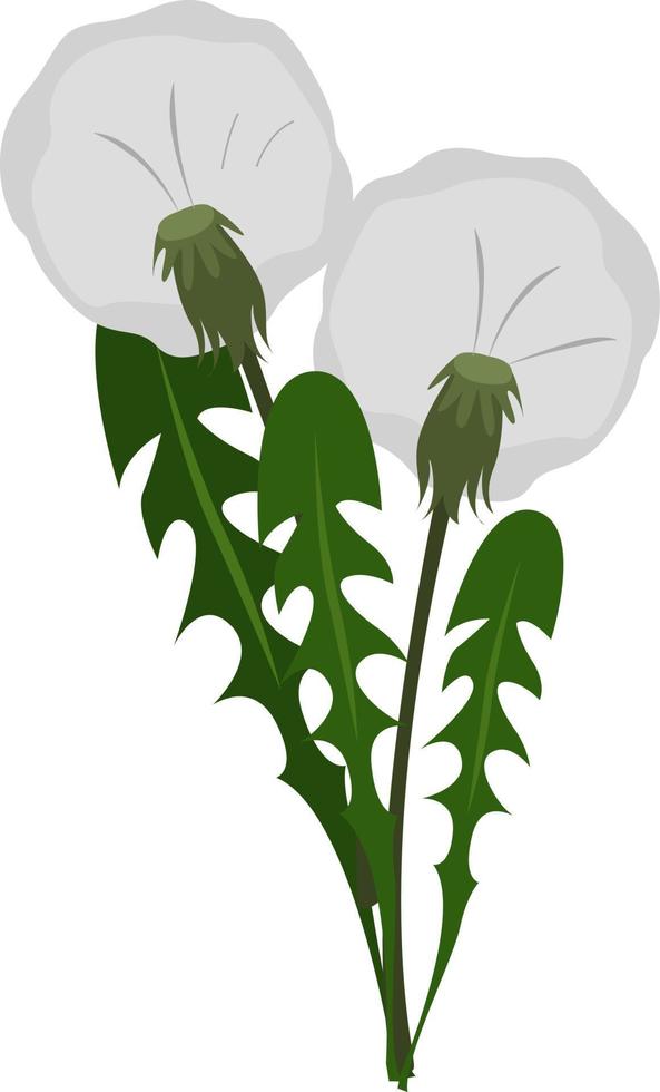 Dandelions flower, illustration, vector on white background