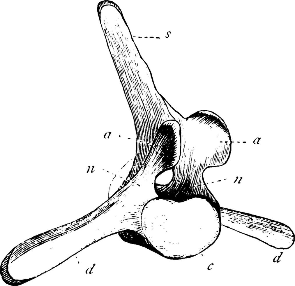Whale vertebra, vintage illustration. vector