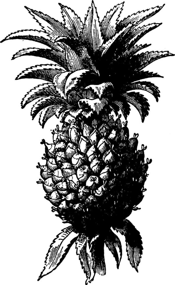 Pineapple vintage illustration. vector