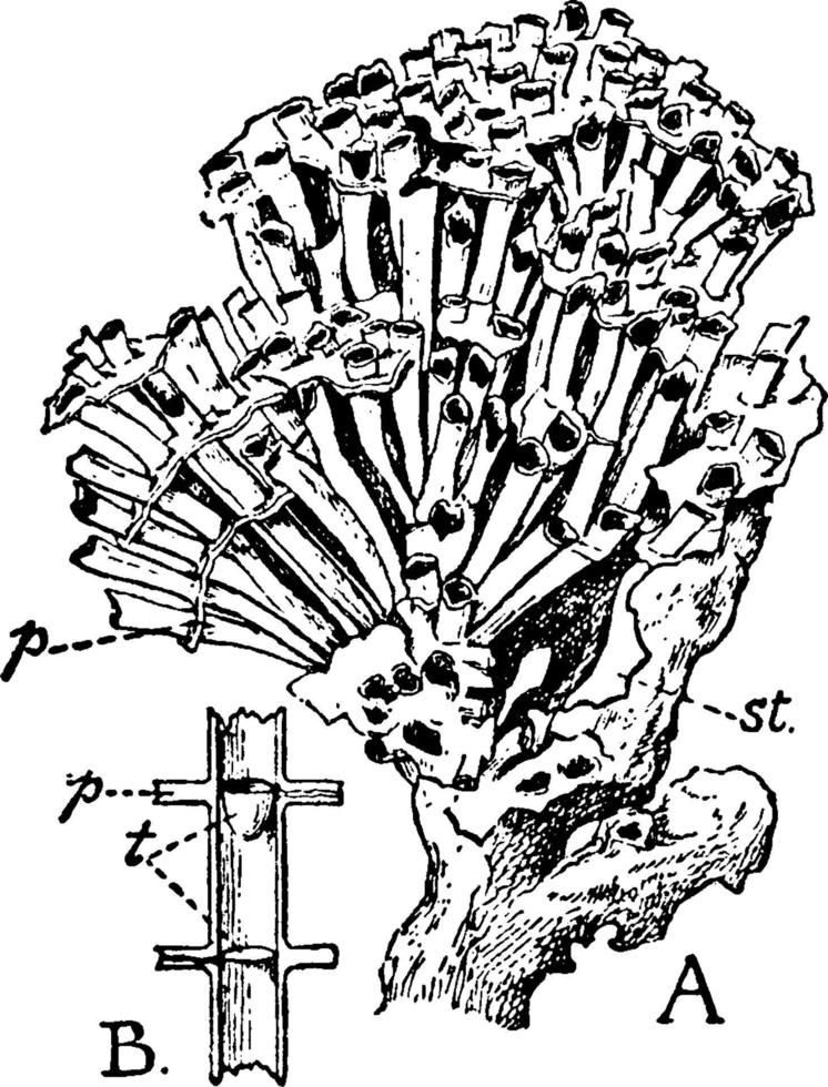 Tubipora Purpurea, vintage illustration. vector