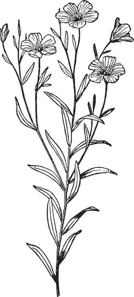 Flax, Plant, top, part, bloom vintage illustration. vector