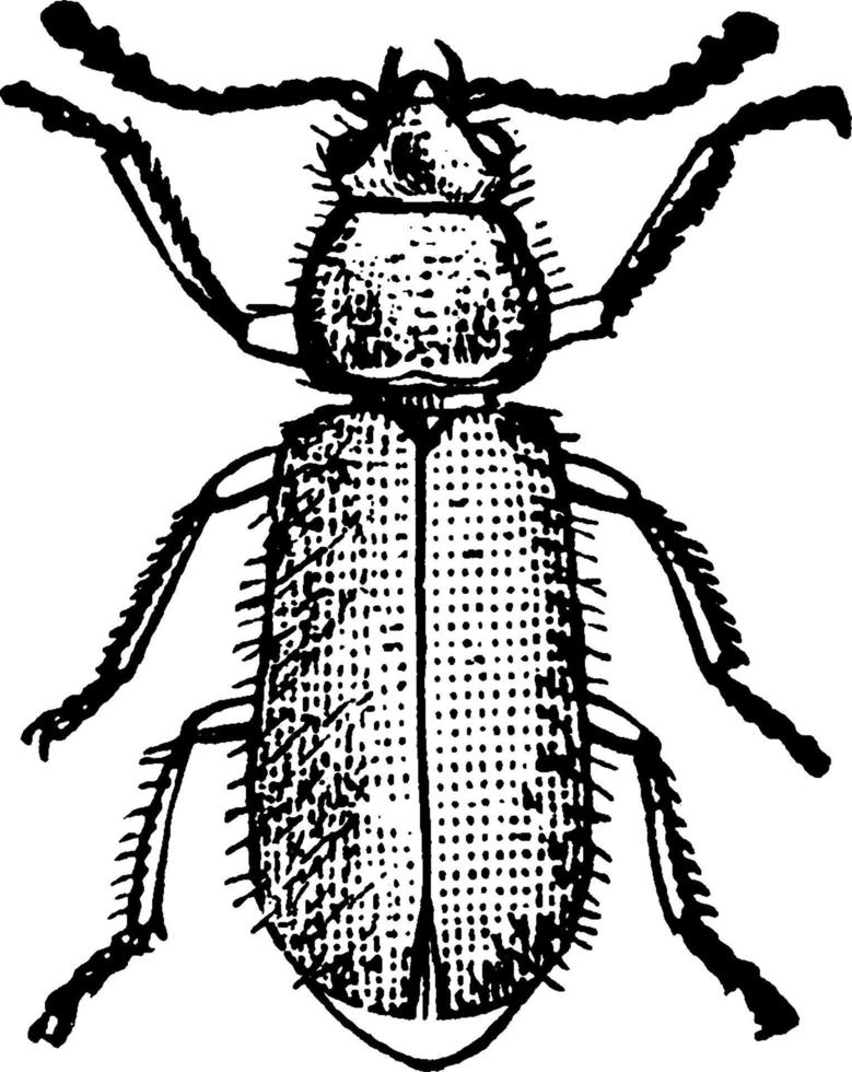 Ham Beetle, vintage illustration. vector