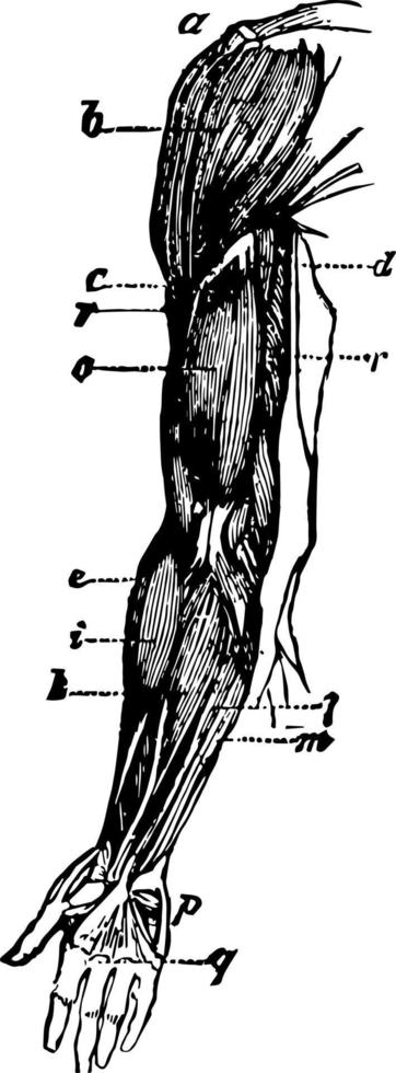 Arm Muscle, vintage illustration. vector