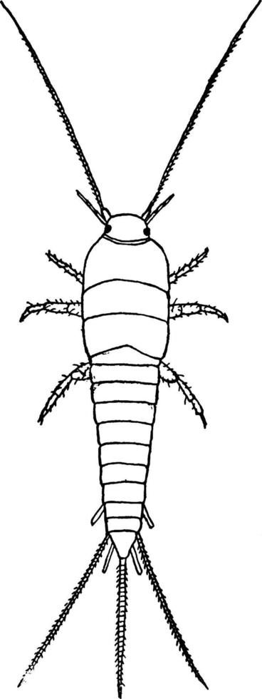 Silverfish, vintage illustration. vector