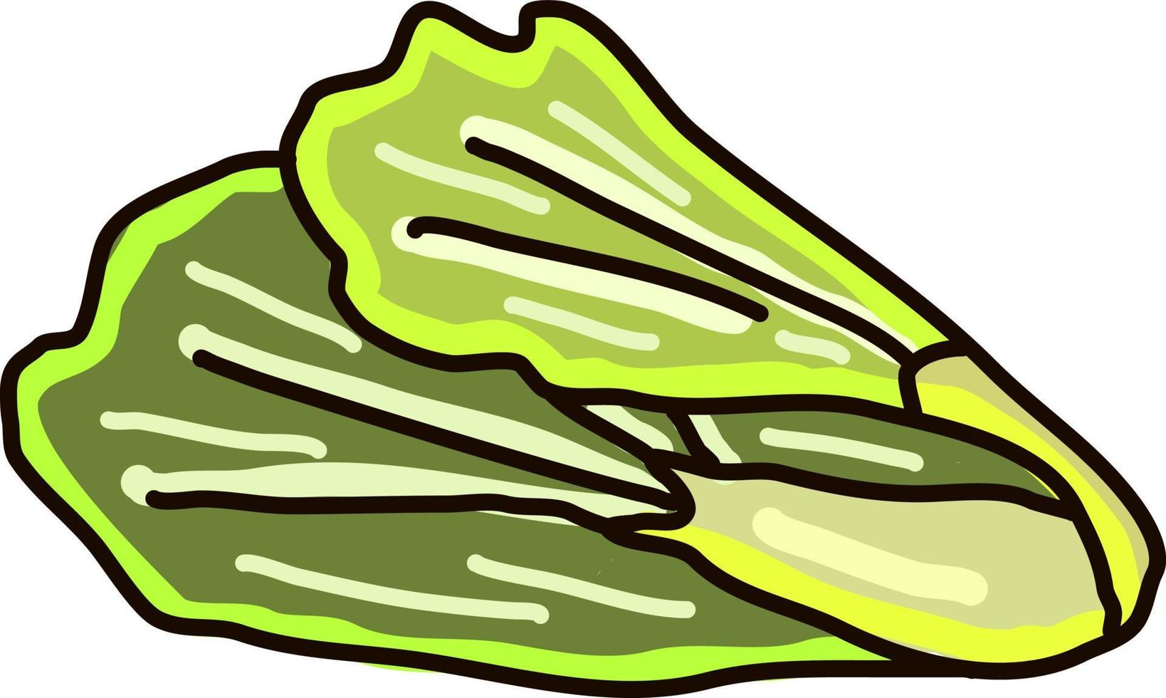 Green lettuce, illustration, vector on white background.