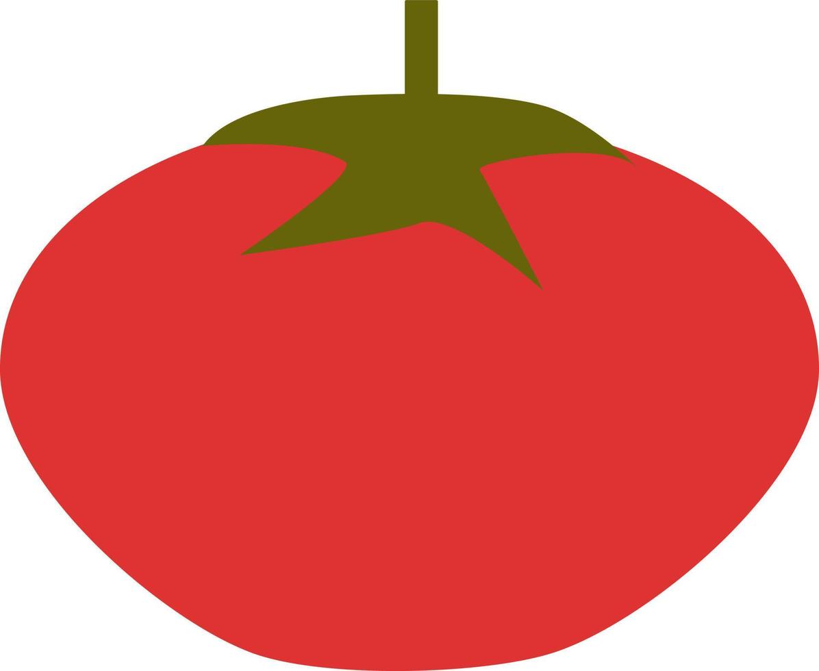 Red tomato, illustration, vector, on a white background. vector