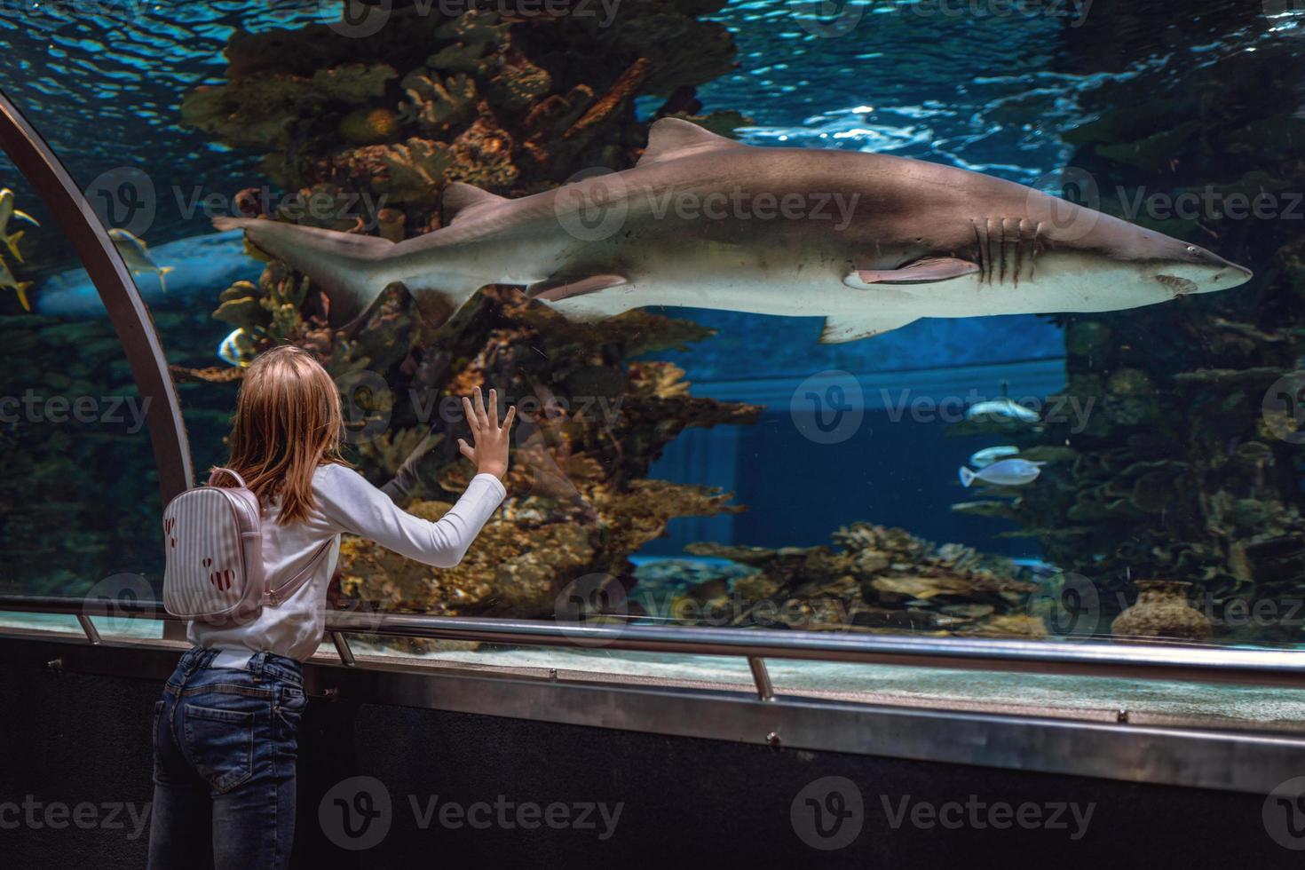 ella está fascinada por el tiburón foto