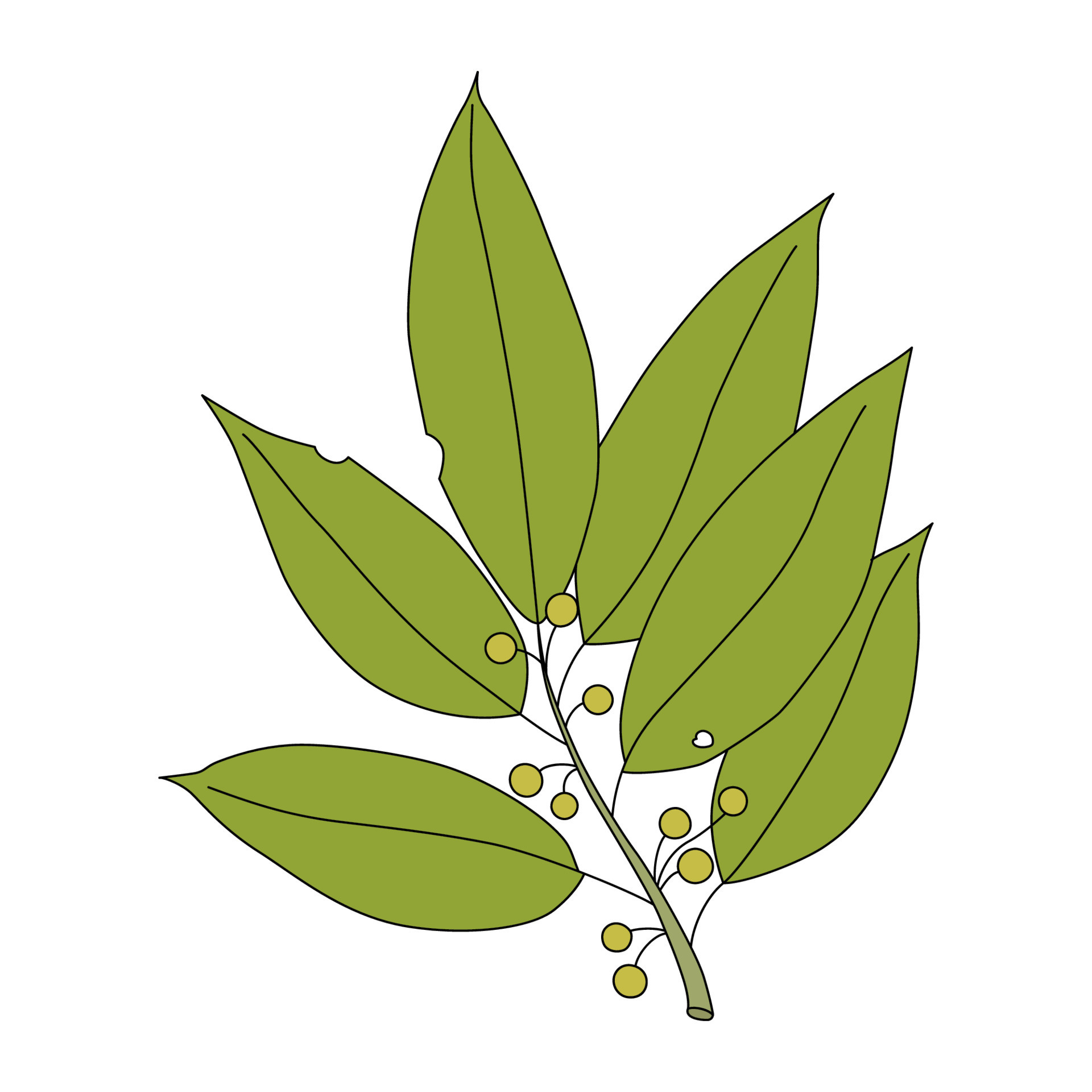 Rama De Laurel En Estilo De Dibujos Animados Ilustraci n Vectorial De propiedades-y-beneficios-del-laurel-infograf-a-aula-natural
