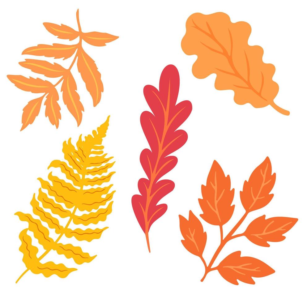 Autumn leaves on a white background. Autumn leaf fall, yellowing leaves. vector