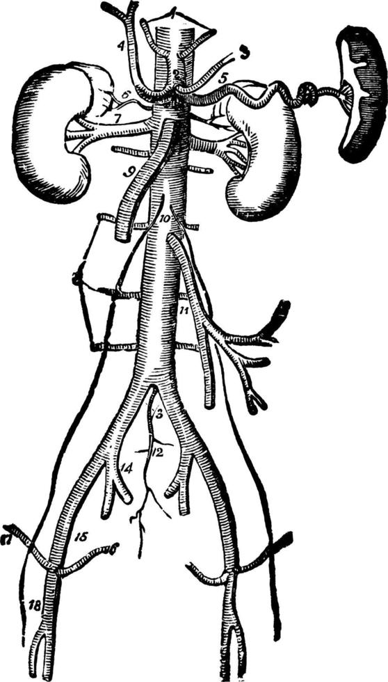 arterias principales, ilustración vintage vector