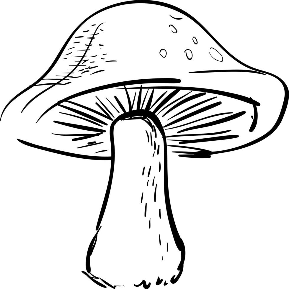 Mushroom drawing, illustration, vector on white background.