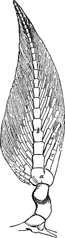 Ceratodus, vintage illustration. vector