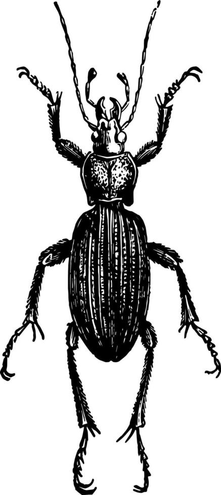 carabus canaliculatus ilustración vintage. vector