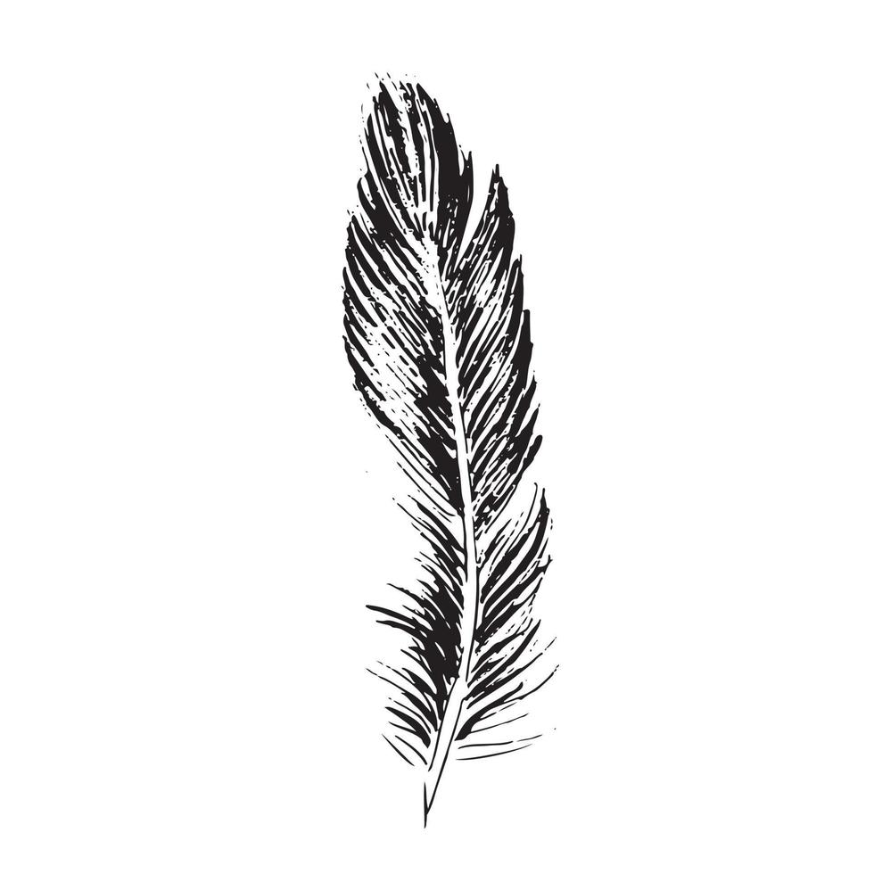 Set of bird feathers. Hand drawn sketch style. vector