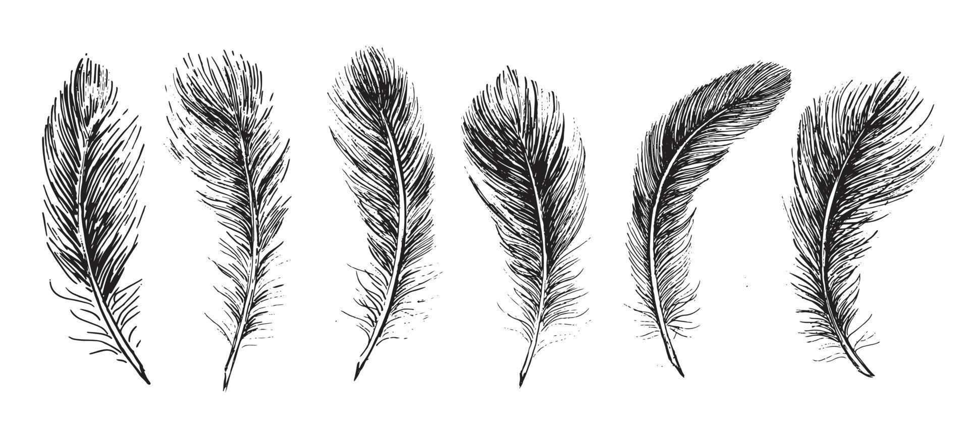 Set of bird feathers. Hand drawn sketch style. vector