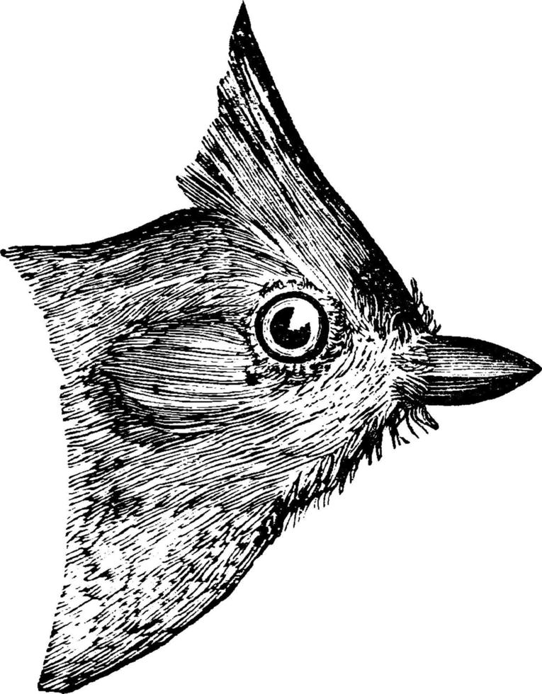 titmouse copetudo, ilustración vintage. vector