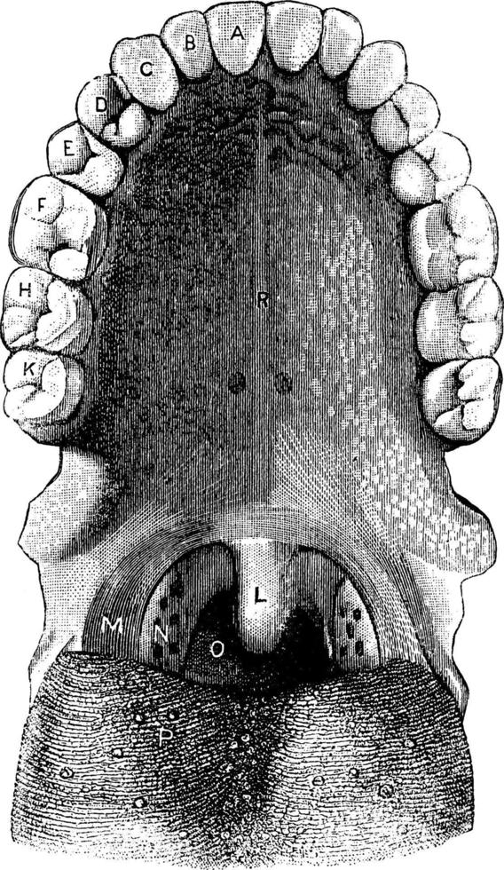 Back view of the adult mouth, vintage illustration. vector