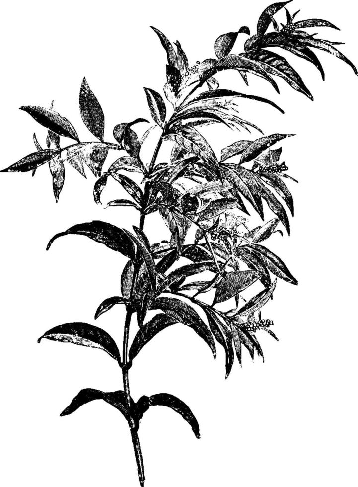 Flowering Branch of Fontanesia Fortunei vintage illustration. vector