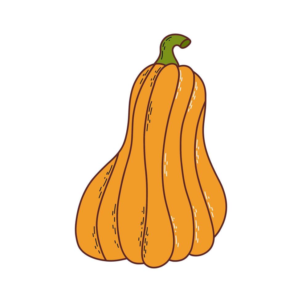 Cute pumpkin. Thanksgiving and halloween element. Vector illustration in hand drawn style