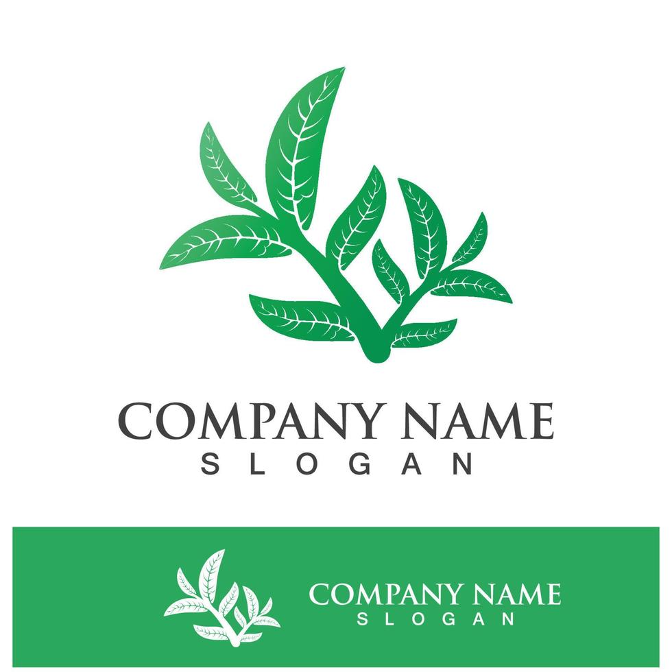 Green tree leaf nature logo images vector