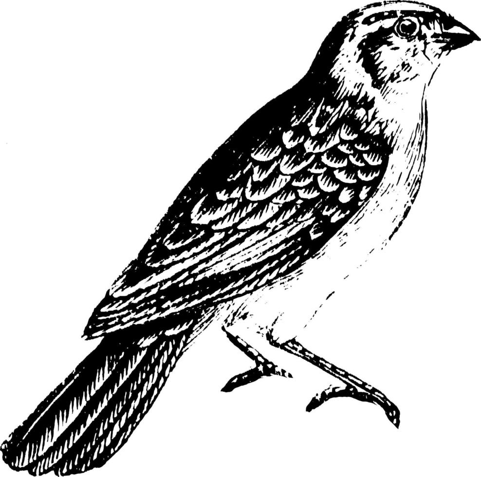 Whidah Finch, vintage illustration. vector