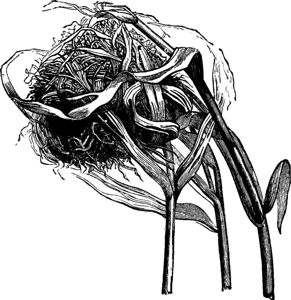 Harvest Mouse Nest, vintage illustration. vector