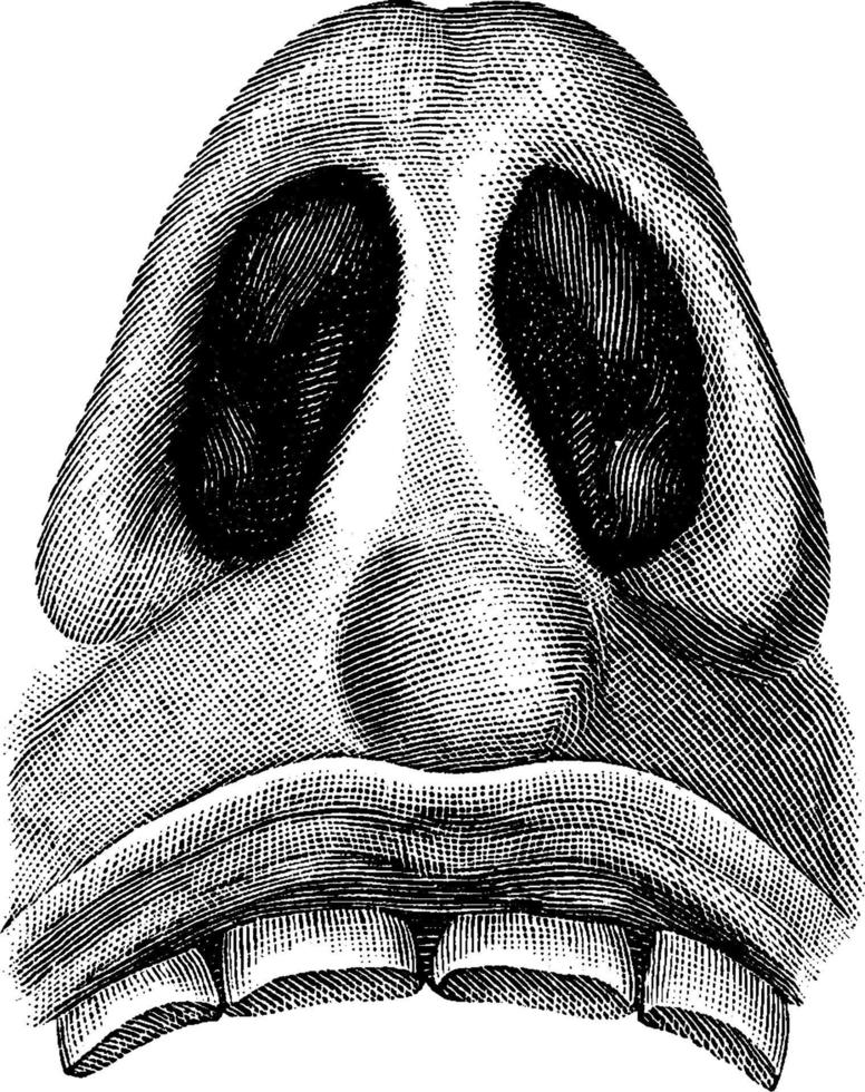 Nasal cavities, vintage illustration. vector