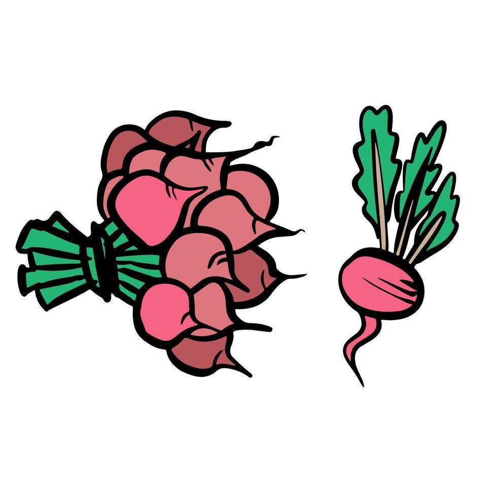 Red radish bundle, bunch. Vector illustration, label, background. One line drawing art illustration with lettering organic radish.