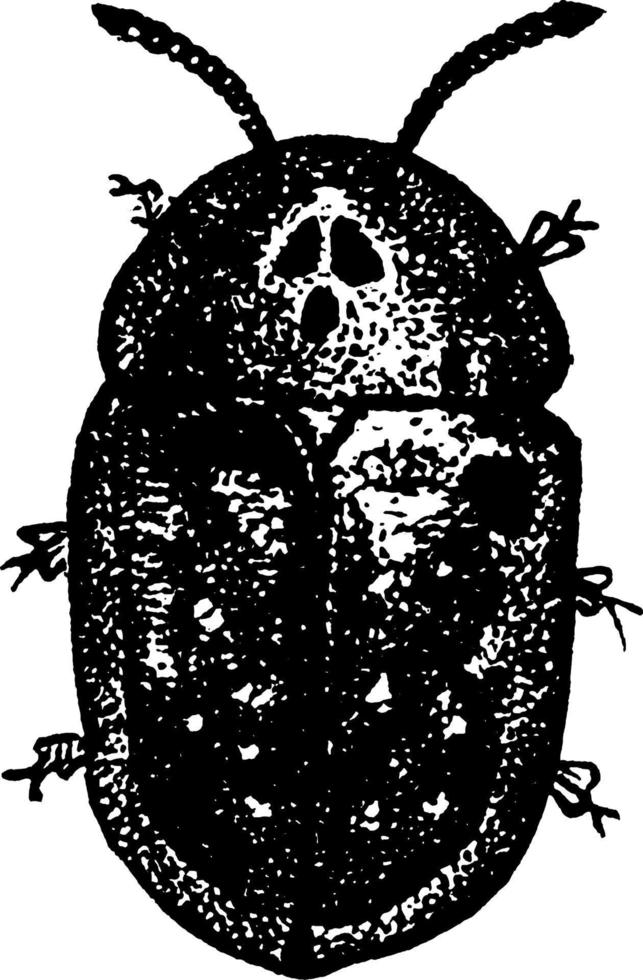 Tortoise Beetle, vintage illustration. vector