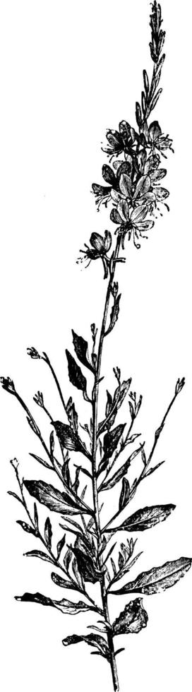 Flowering Branch of Gaura Lindheimeri vintage illustration. vector