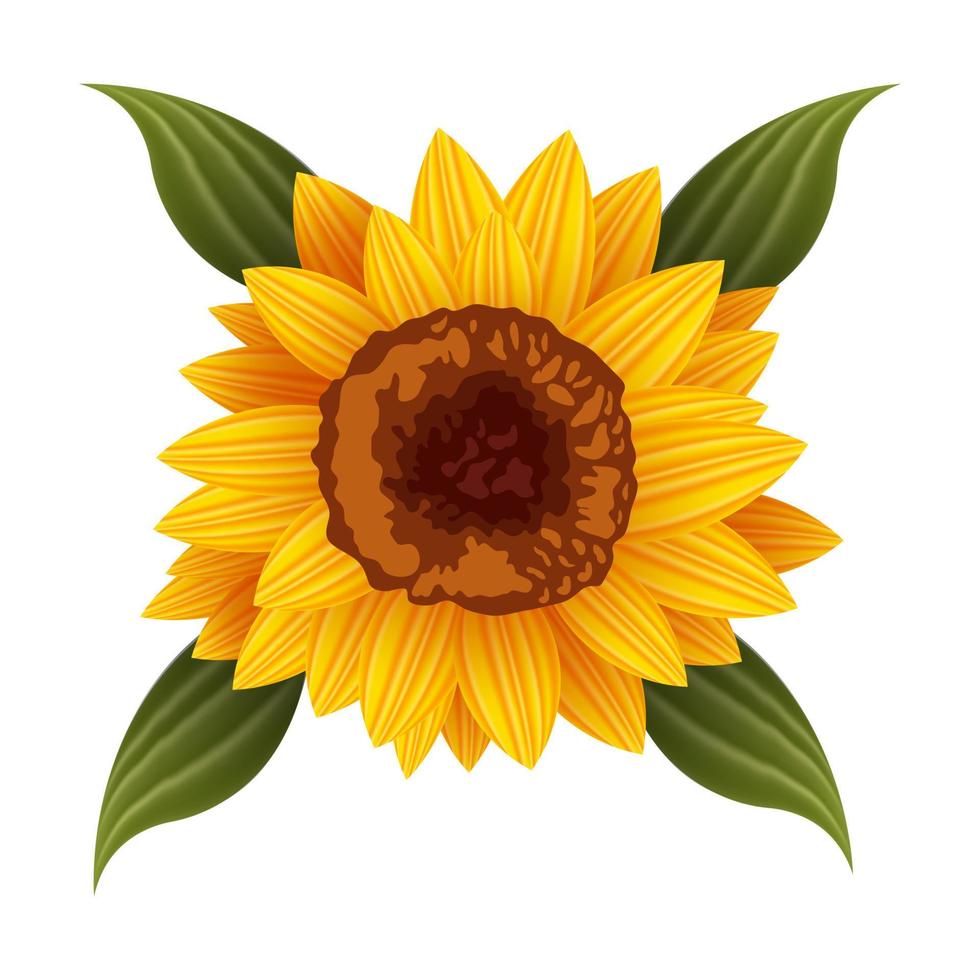 Sunflower flower isolated, vector illustration.