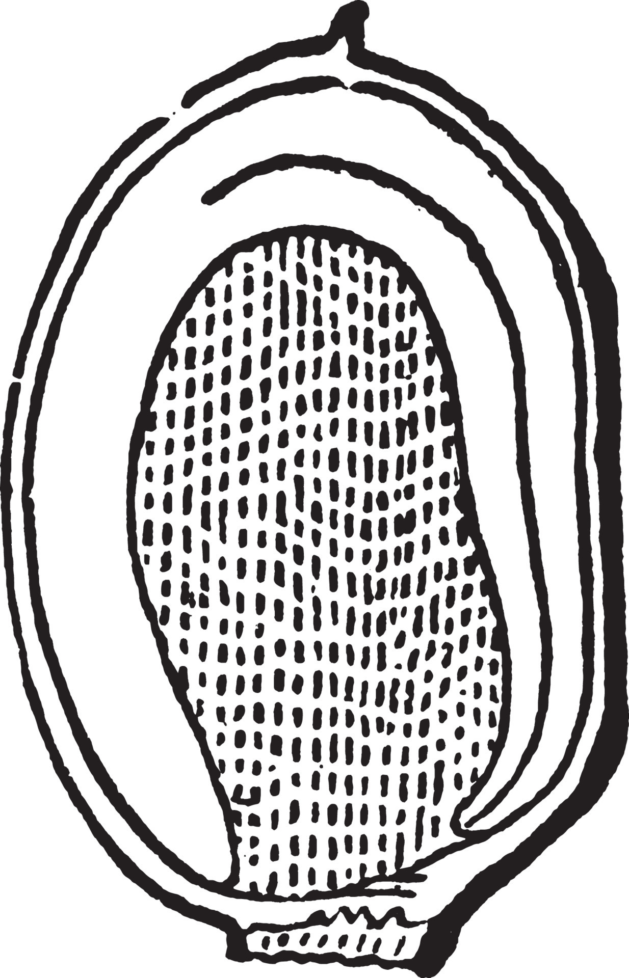 Mirabilis vintage illustration. 13713509 Vector Art at Vecteezy