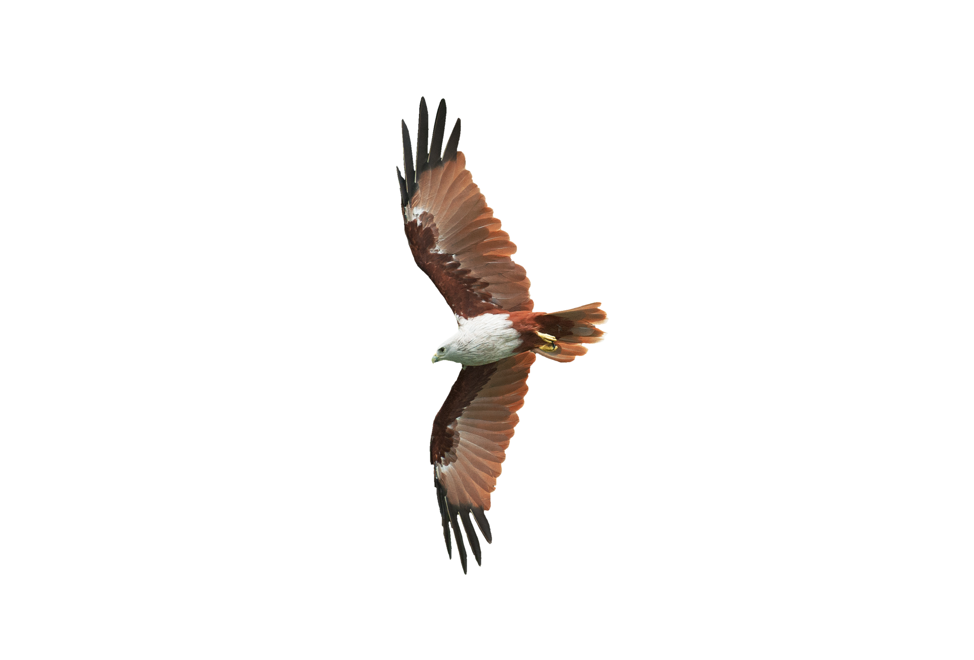 Hawk on isolated png 13713767 PNG